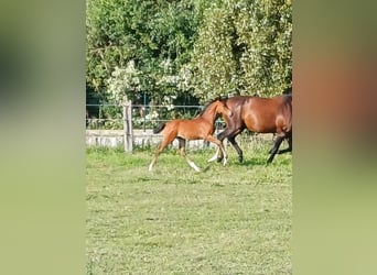 Belgian Warmblood, Stallion, Foal (06/2023), Bay-Dark
