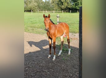 Belgian Warmblood, Stallion, Foal (06/2023), Bay-Dark