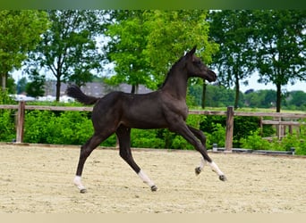Belgian Warmblood, Stallion, Foal (03/2026), Bay-Dark