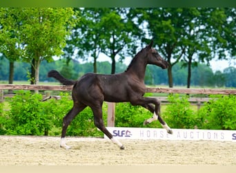 Belgian Warmblood, Stallion, Foal (03/2026), Bay-Dark
