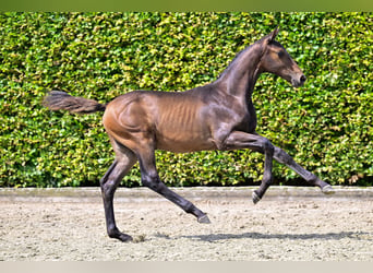 Belgian Warmblood, Stallion, Foal (04/2024), Bay-Dark