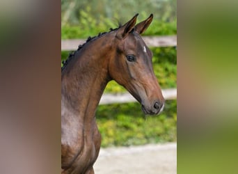 Belgian Warmblood, Stallion, Foal (04/2024), Bay-Dark