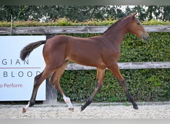Belgian Warmblood, Stallion, Foal (05/2023), Bay