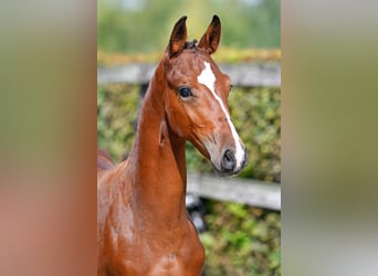 Belgian Warmblood, Stallion, Foal (05/2023), Bay
