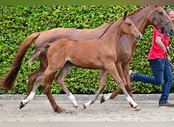 Belgian Warmblood, Stallion, Foal (06/2024), Bay