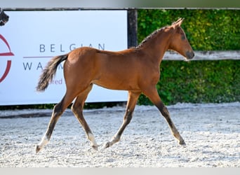 Belgian Warmblood, Stallion, Foal (05/2024), Bay