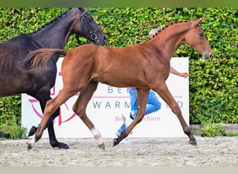 Belgian Warmblood, Stallion, Foal (03/2024), Bay