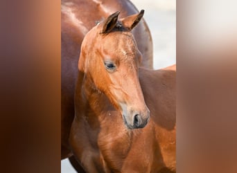 Belgian Warmblood, Stallion, Foal (05/2024), Bay