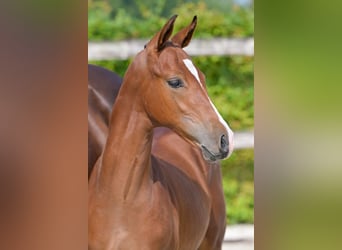 Belgian Warmblood, Stallion, Foal (05/2024), Bay