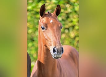 Belgian Warmblood, Stallion, Foal (03/2024), Bay