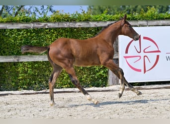 Belgian Warmblood, Stallion, Foal (06/2024), Bay