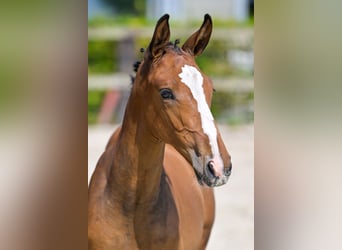 Belgian Warmblood, Stallion, Foal (06/2024), Bay