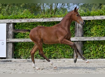 Belgian Warmblood, Stallion, Foal (05/2024), Bay