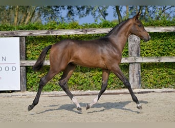 Belgian Warmblood, Stallion, Foal (05/2024), Bay