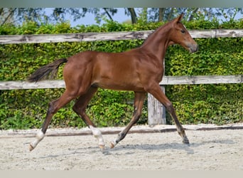 Belgian Warmblood, Stallion, Foal (05/2024), Bay