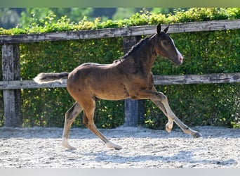 Belgian Warmblood, Stallion, Foal (06/2024), Bay