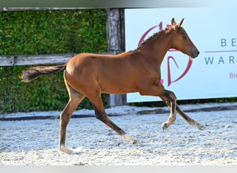 Belgian Warmblood, Stallion, Foal (05/2024), Bay