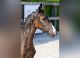 Belgian Warmblood, Stallion, Foal (06/2024), Bay