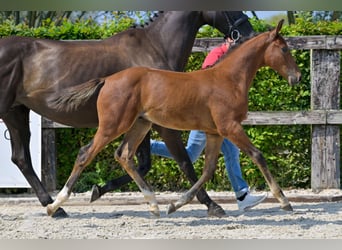 Belgian Warmblood, Stallion, Foal (06/2024), Bay