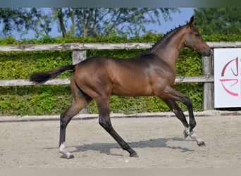 Belgian Warmblood, Stallion, Foal (05/2024), Bay