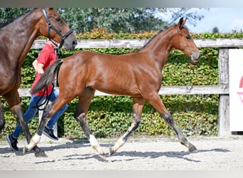 Belgian Warmblood, Stallion, Foal (05/2023), Bay