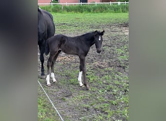 Belgian Warmblood, Stallion, Foal (04/2024), Black