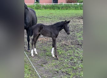 Belgian Warmblood, Stallion, Foal (04/2024), Black