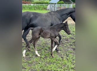 Belgian Warmblood, Stallion, Foal (04/2024), Black