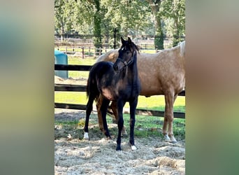 Belgian Warmblood Mix, Stallion, Foal (04/2026), Black