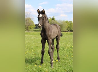 Belgian Warmblood, Stallion, Foal (04/2024), Black