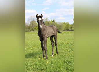 Belgian Warmblood, Stallion, Foal (04/2024), Black