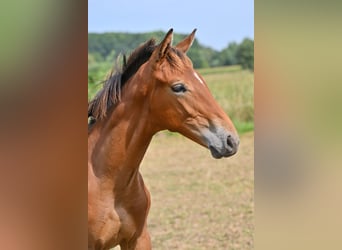 Belgian Warmblood, Stallion, Foal (04/2025), Brown