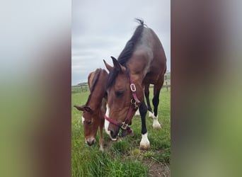 Belgian Warmblood, Stallion, Foal (05/2025), Brown-Light