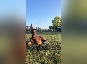 Belgian Warmblood, Stallion, Foal (05/2025), Brown-Light