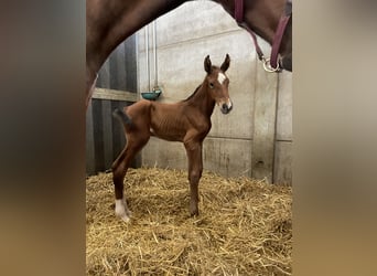Belgian Warmblood, Stallion, Foal (05/2025), Brown-Light