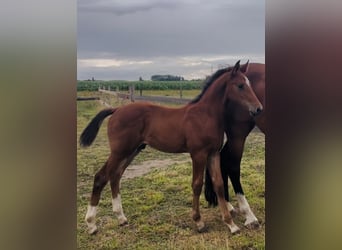 Belgian Warmblood, Stallion, Foal (05/2025), Brown-Light