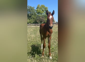 Belgian Warmblood, Stallion, Foal (05/2025), Brown-Light