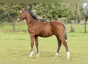 Belgian Warmblood, Stallion, Foal (06/2023), Brown-Light