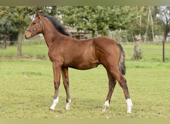 Belgian Warmblood, Stallion, Foal (06/2023), Brown-Light