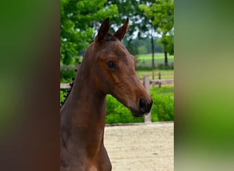 Belgian Warmblood, Stallion, Foal (03/2026), Brown