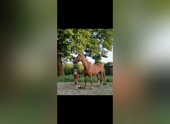 Belgian Warmblood, Stallion, Foal (05/2025), Brown