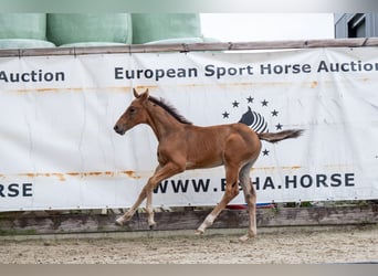 Belgian Warmblood, Stallion, Foal (07/2024), Brown