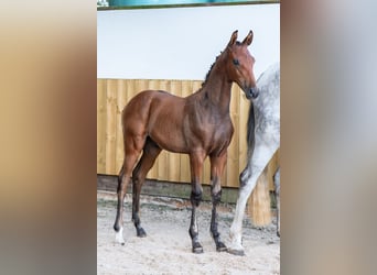 Belgian Warmblood, Stallion, , Brown