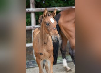 Belgian Warmblood, Stallion, Foal (07/2024), Brown