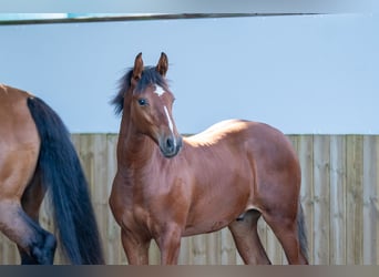 Belgian Warmblood, Stallion, Foal (03/2025), Brown