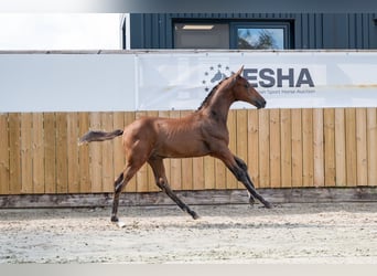 Belgian Warmblood, Stallion, , Brown