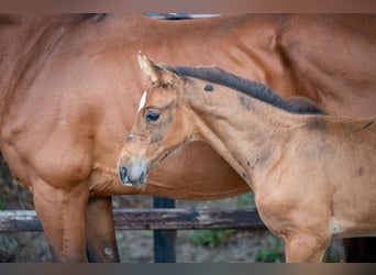 Belgian Warmblood, Stallion, Foal (07/2024), Brown