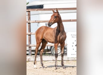 Belgian Warmblood, Stallion, , Brown