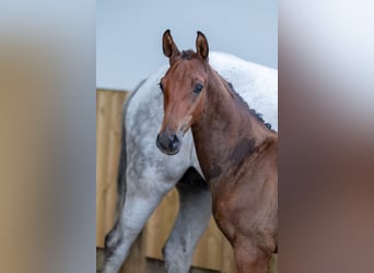 Belgian Warmblood, Stallion, , Brown
