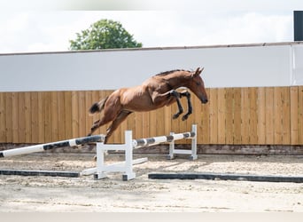 Belgian Warmblood, Stallion, , Brown